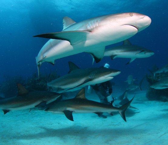 Viva Wyndham Fortuna Beach: 7 plongées standards + 1 plongee avec requins de récif des Caraïbes + Séjour 7 nuits tout inclus's photos